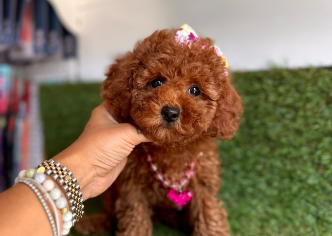 Toy Poodle Bebeklerimiz Yeni Yuvasına Gitmeye Hazırlar